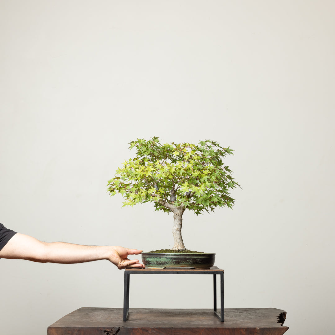 Japanese Maple No. 2