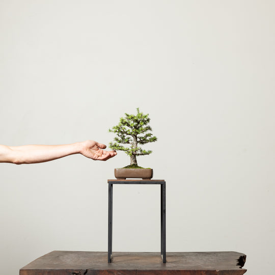 Japanese Larch No. 1