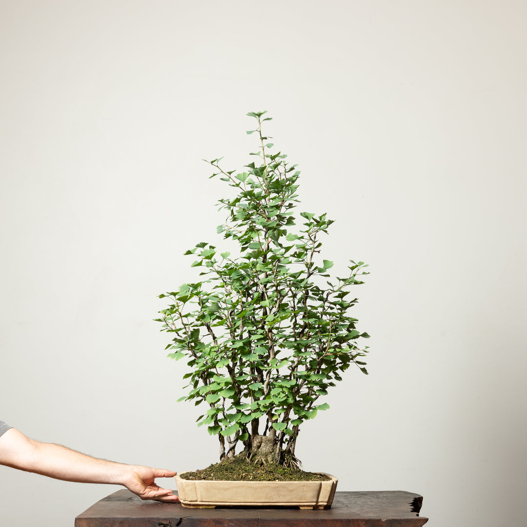 Ginkgo Biloba