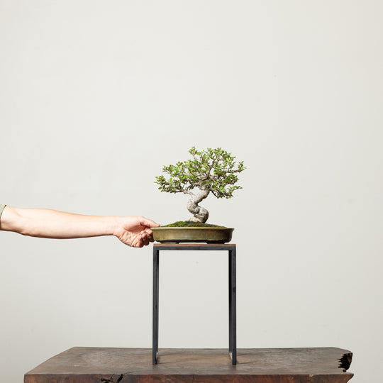 Chinese Elm