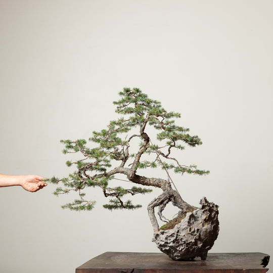 Douglas Fir