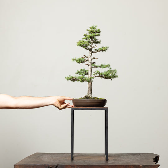 Japanese Larch No.2