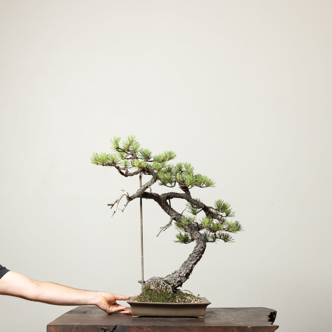 Scots Pine No. 1