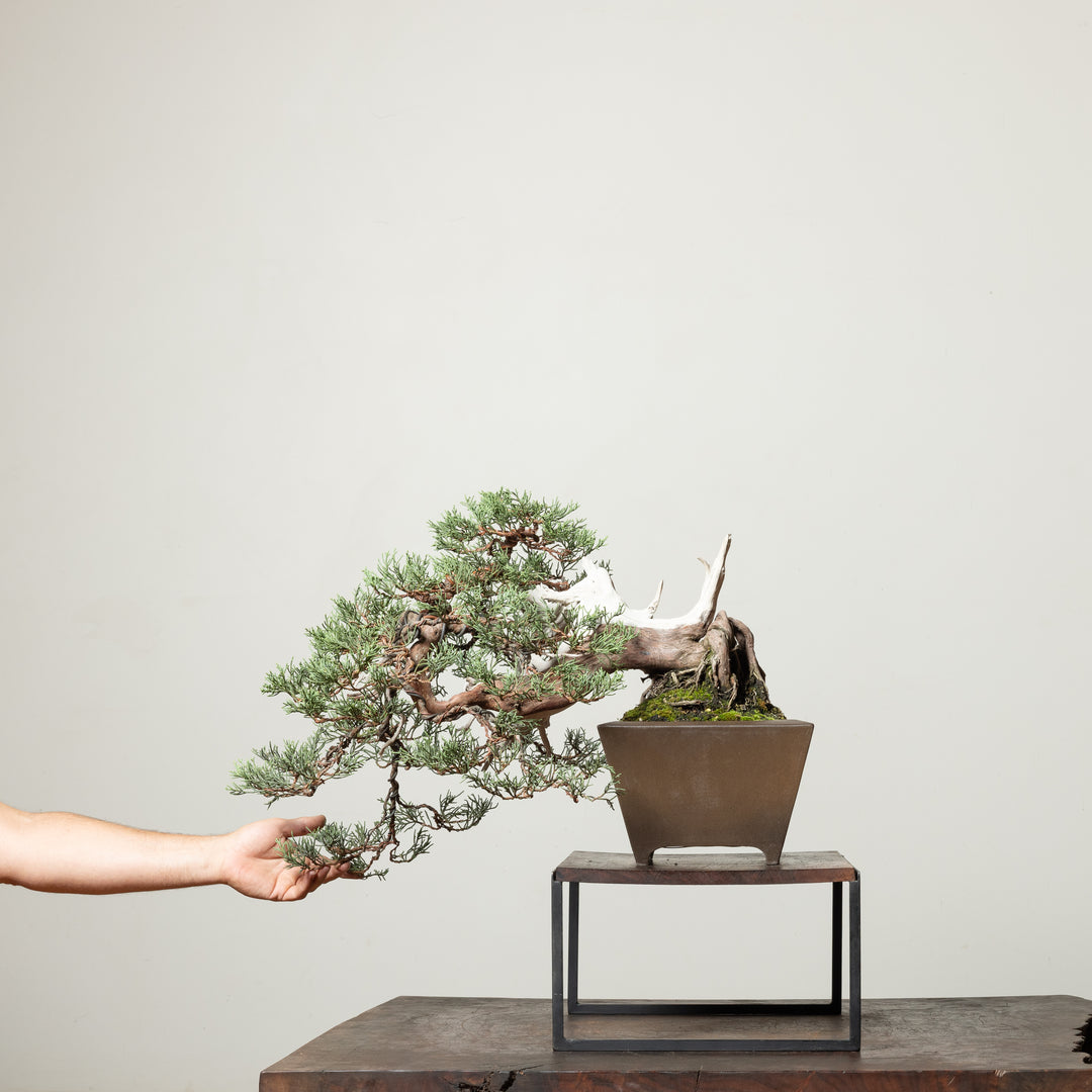 Sierra Juniper