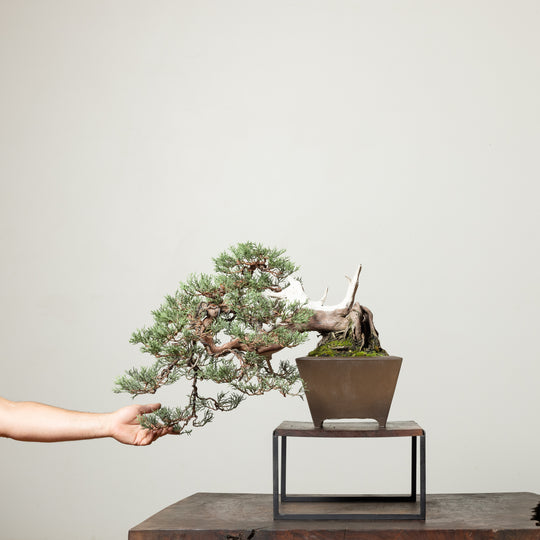 Sierra Juniper