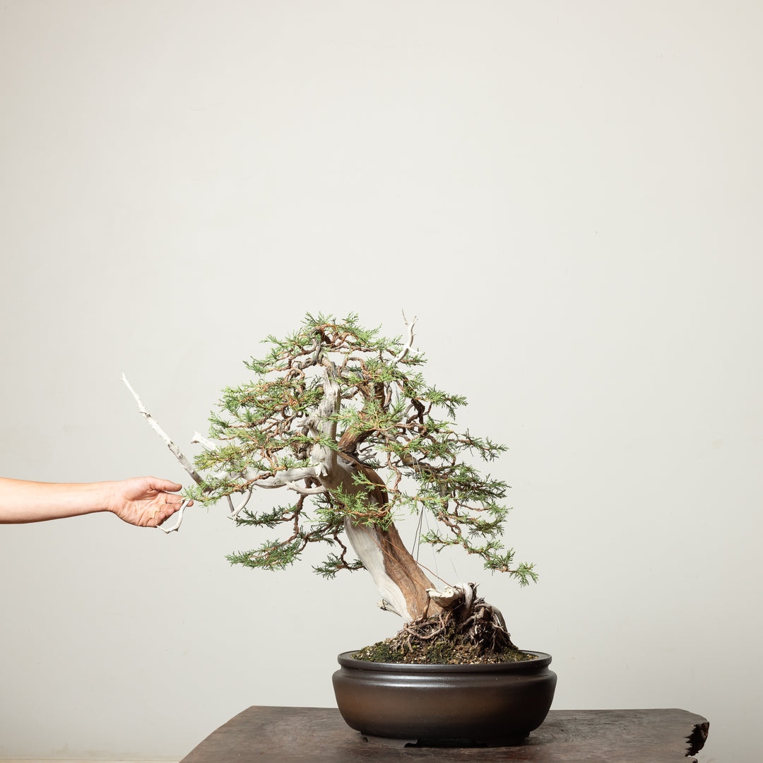 Rocky Mountain Juniper No. 1