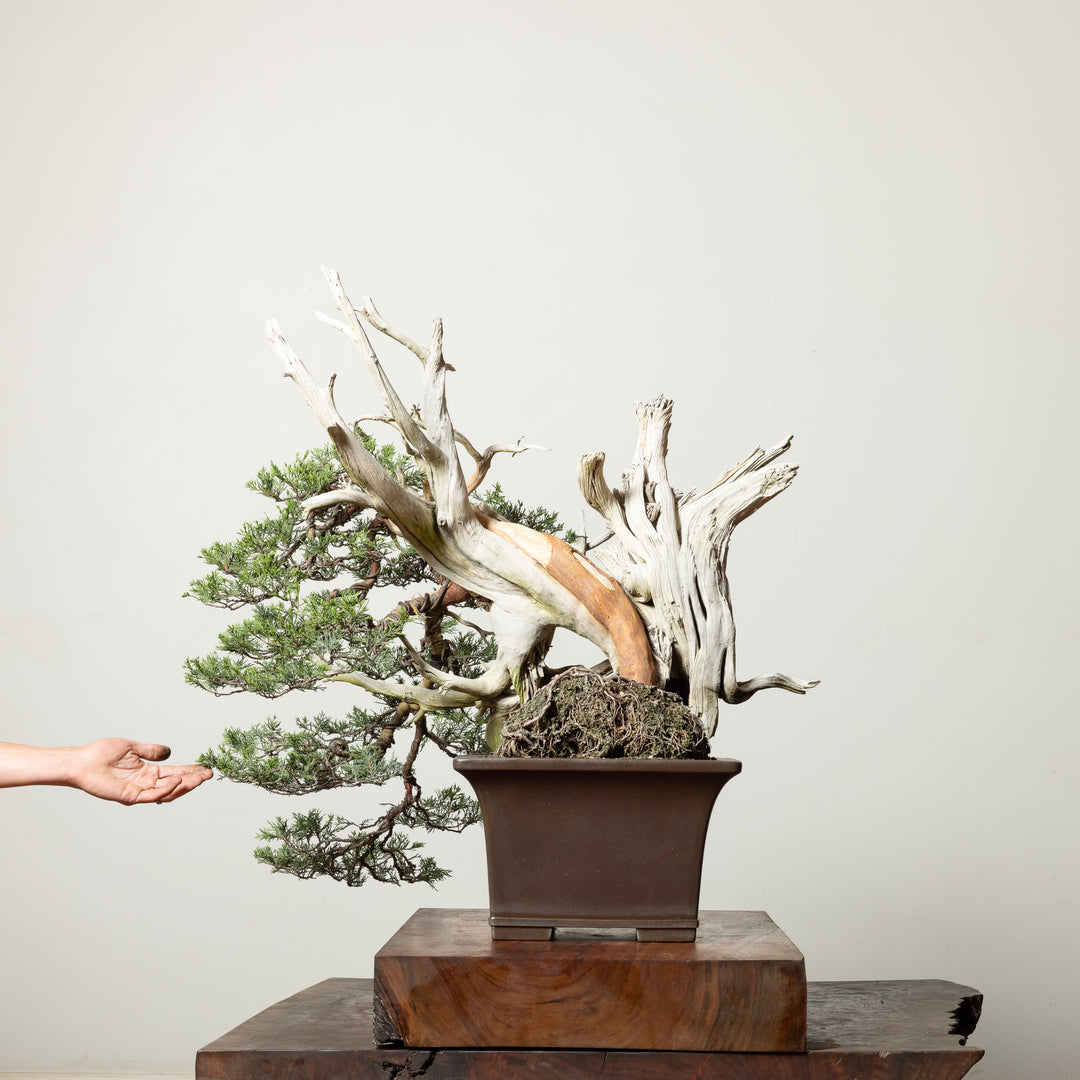 Rocky Mountain Juniper No. 3