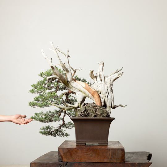 Rocky Mountain Juniper No. 3
