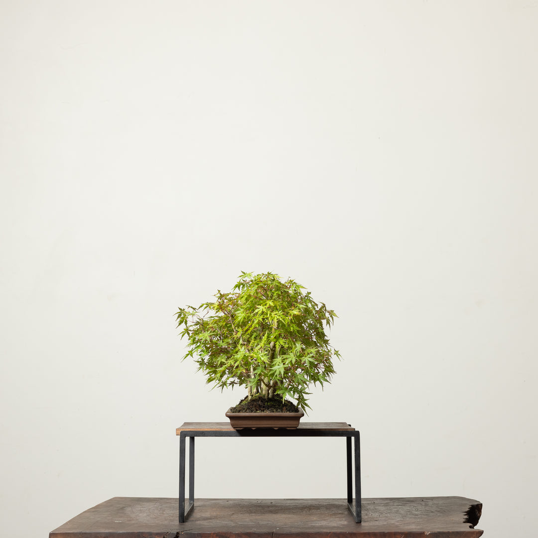 Japanese Maple No. 1