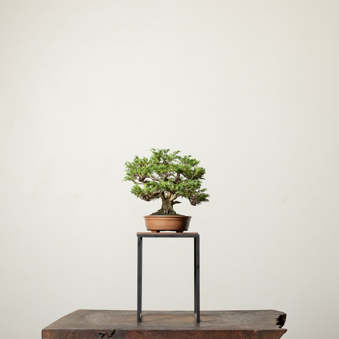 Tsukomo Cypress