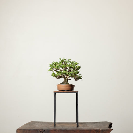 Tsukomo Cypress