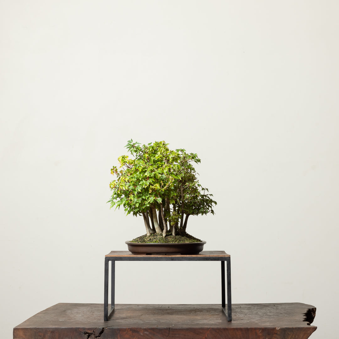 Trident Maple