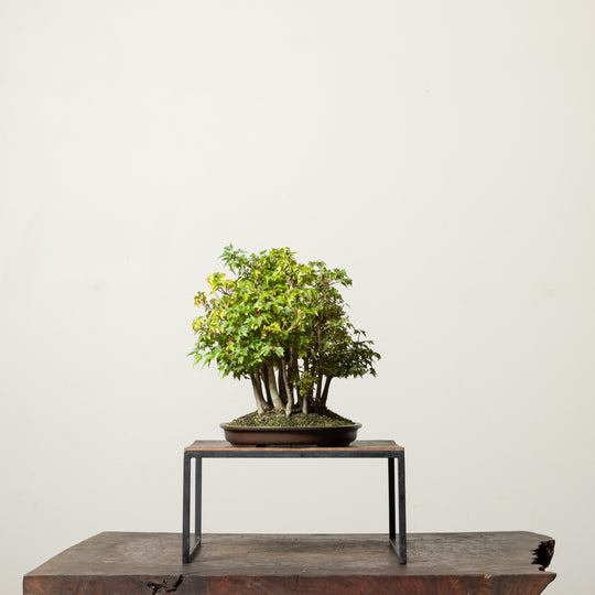 Trident Maple