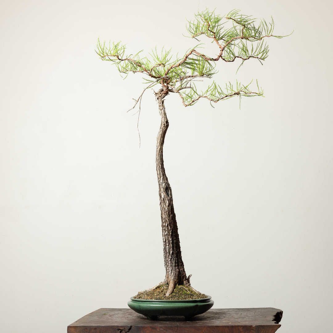 Bald Cypress No. 2