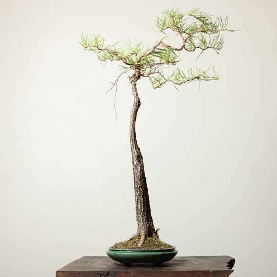 Bald Cypress No. 2