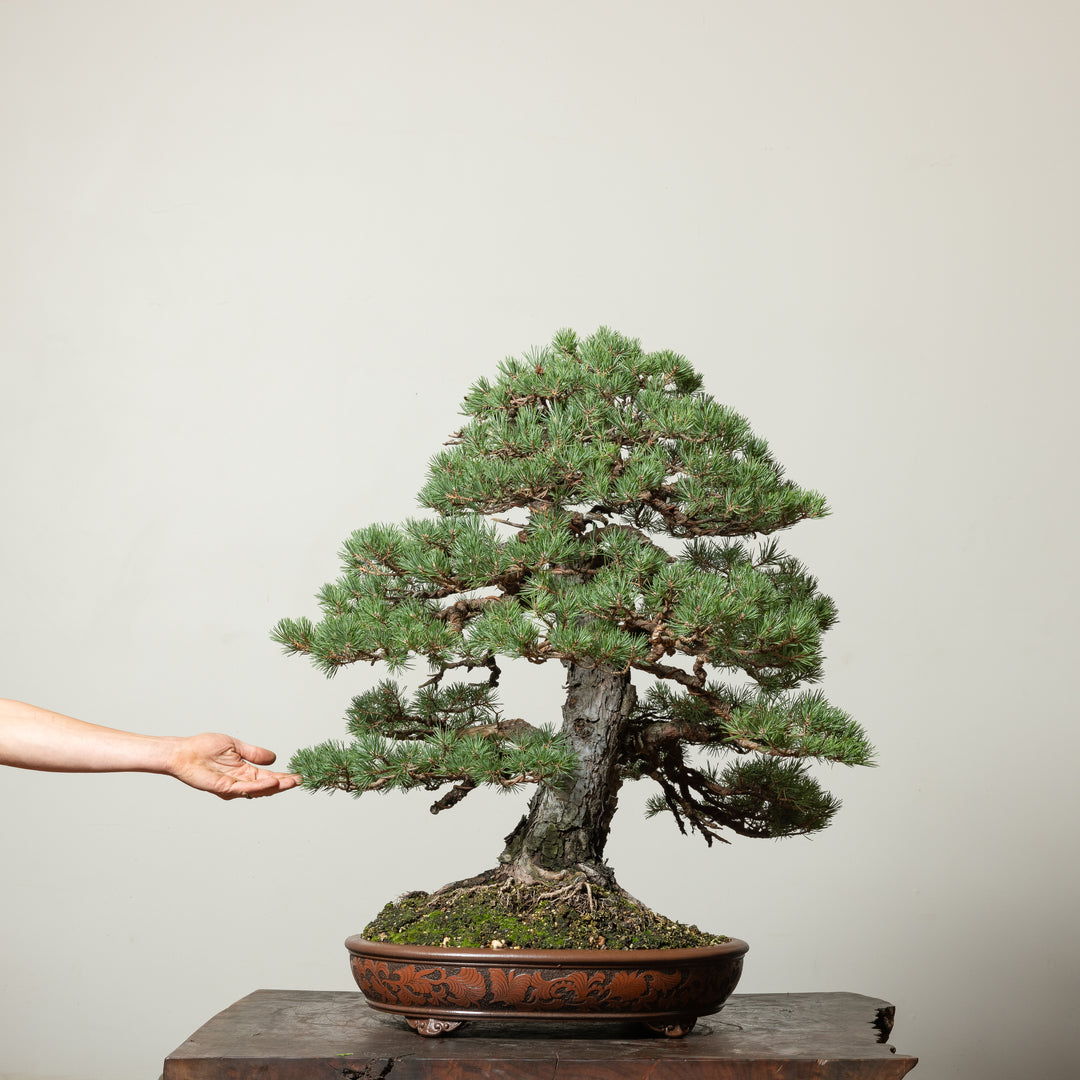 Scots Pine No. 3