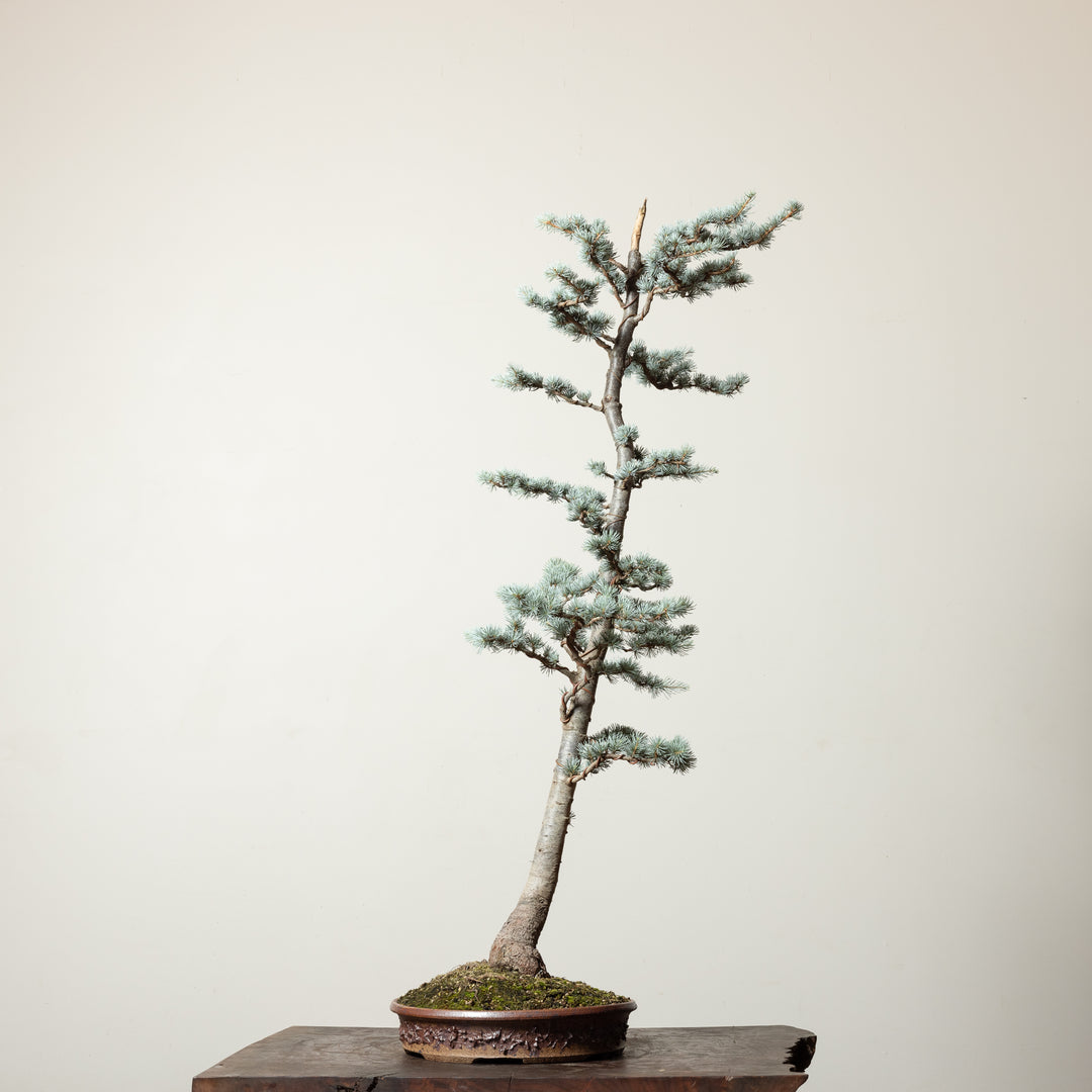 Blue Atlas Cedar