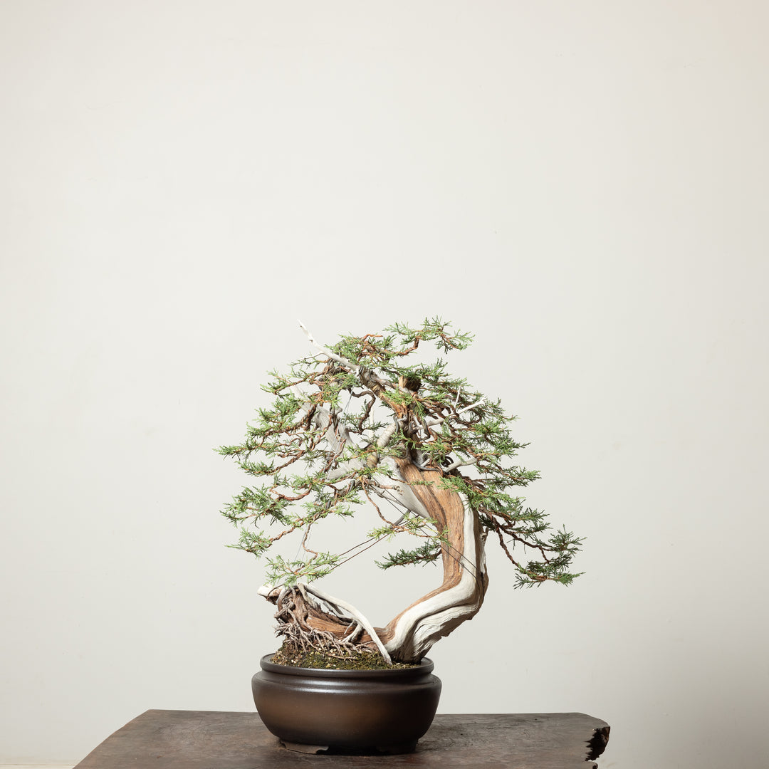 Rocky Mountain Juniper No. 1