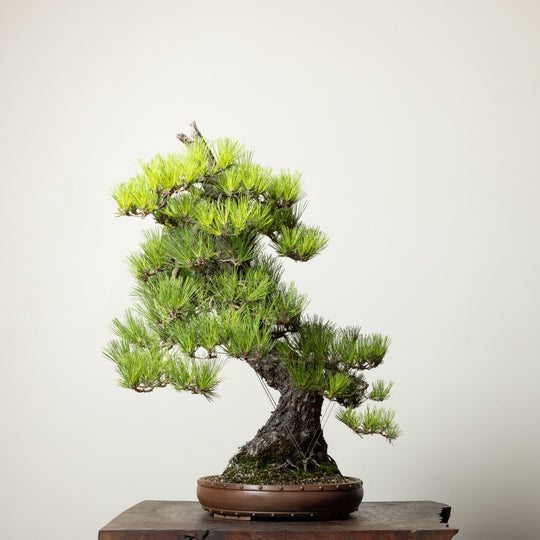 Japanese Black Pine