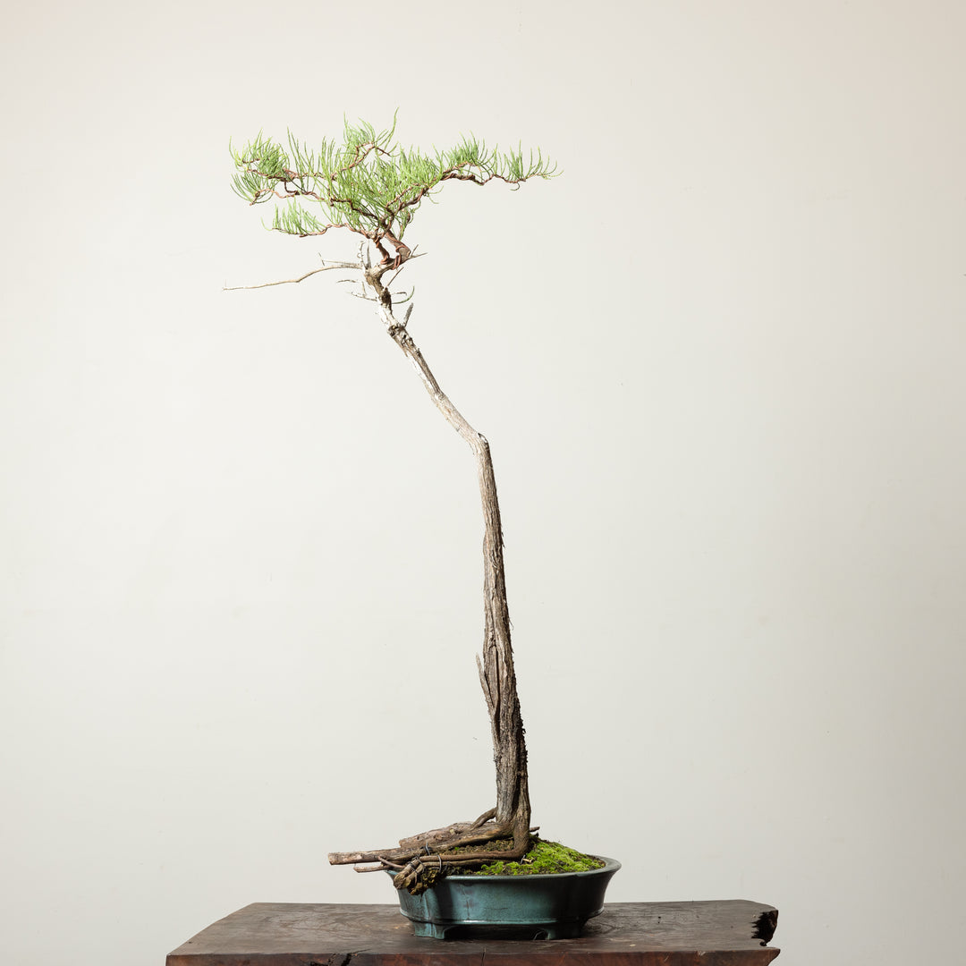 Bald Cypress No. 1