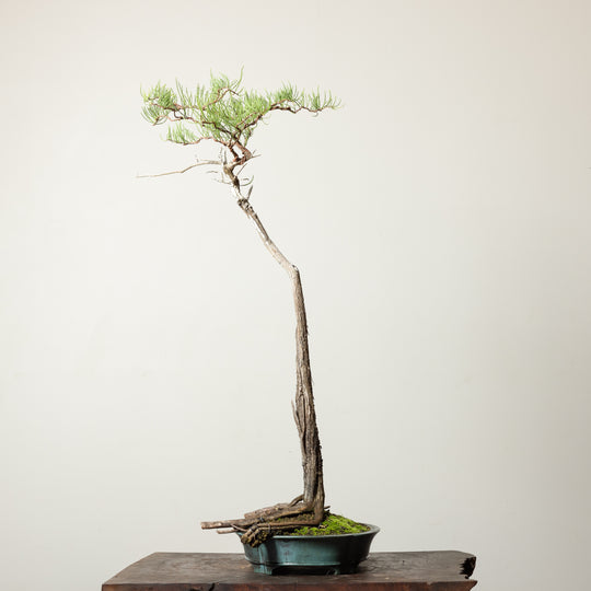 Bald Cypress No. 1