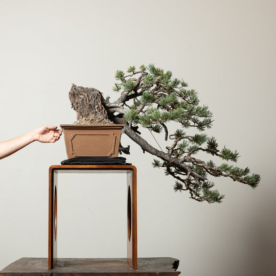 Limber Pine