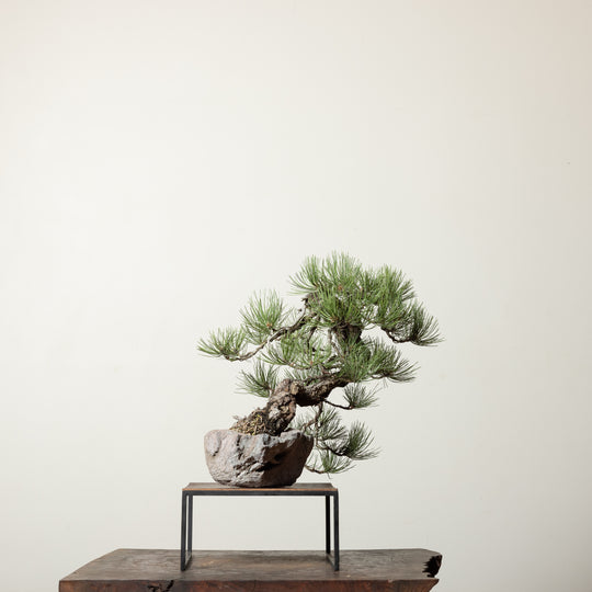 Ponderosa Pine No. 2