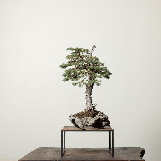 Engelmann Spruce