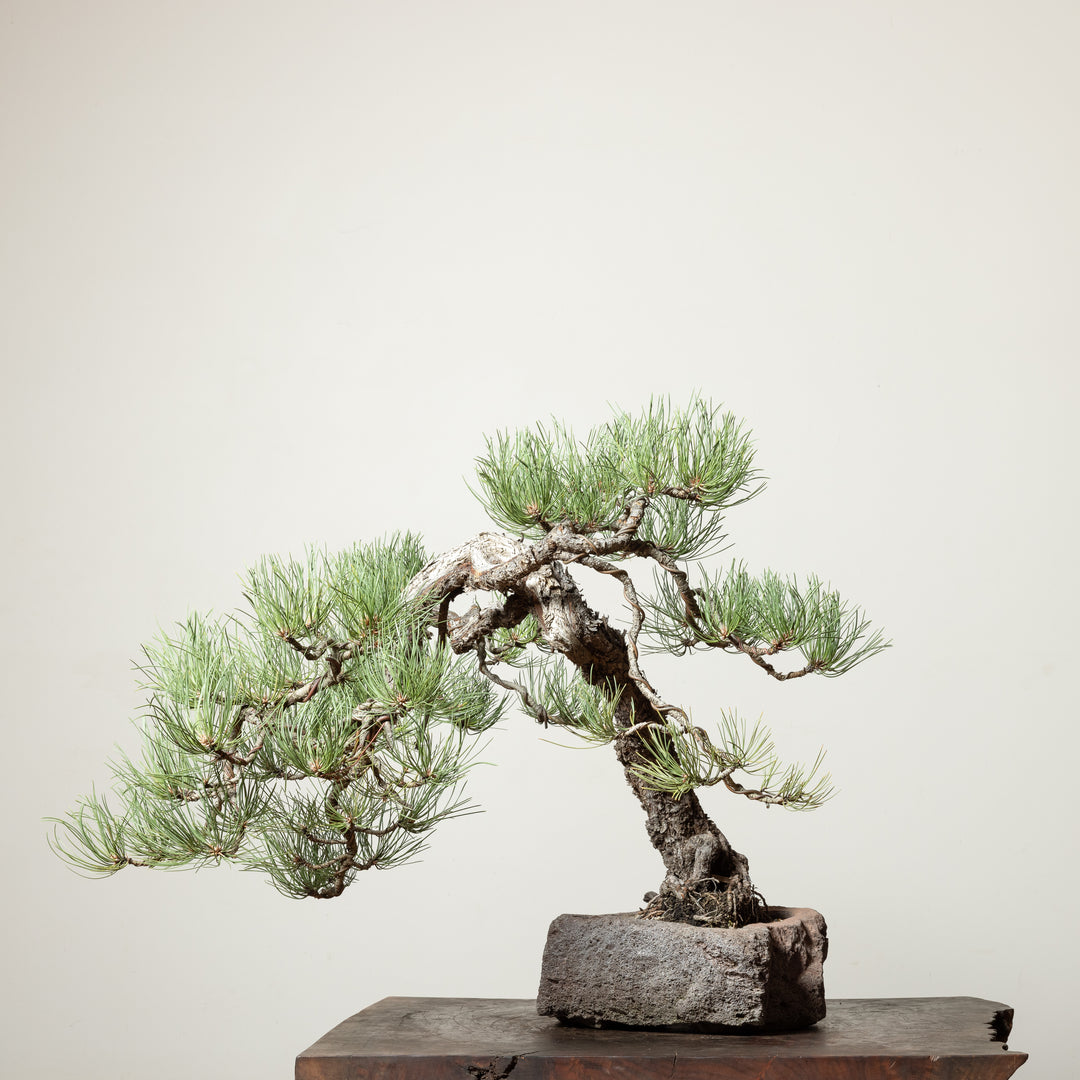 Ponderosa Pine No. 4