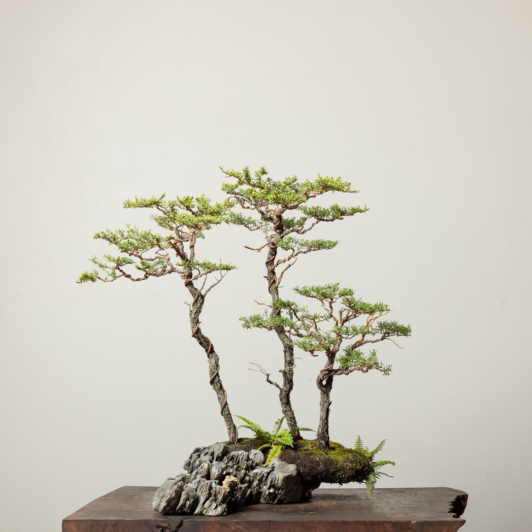 Pygmy Cypress