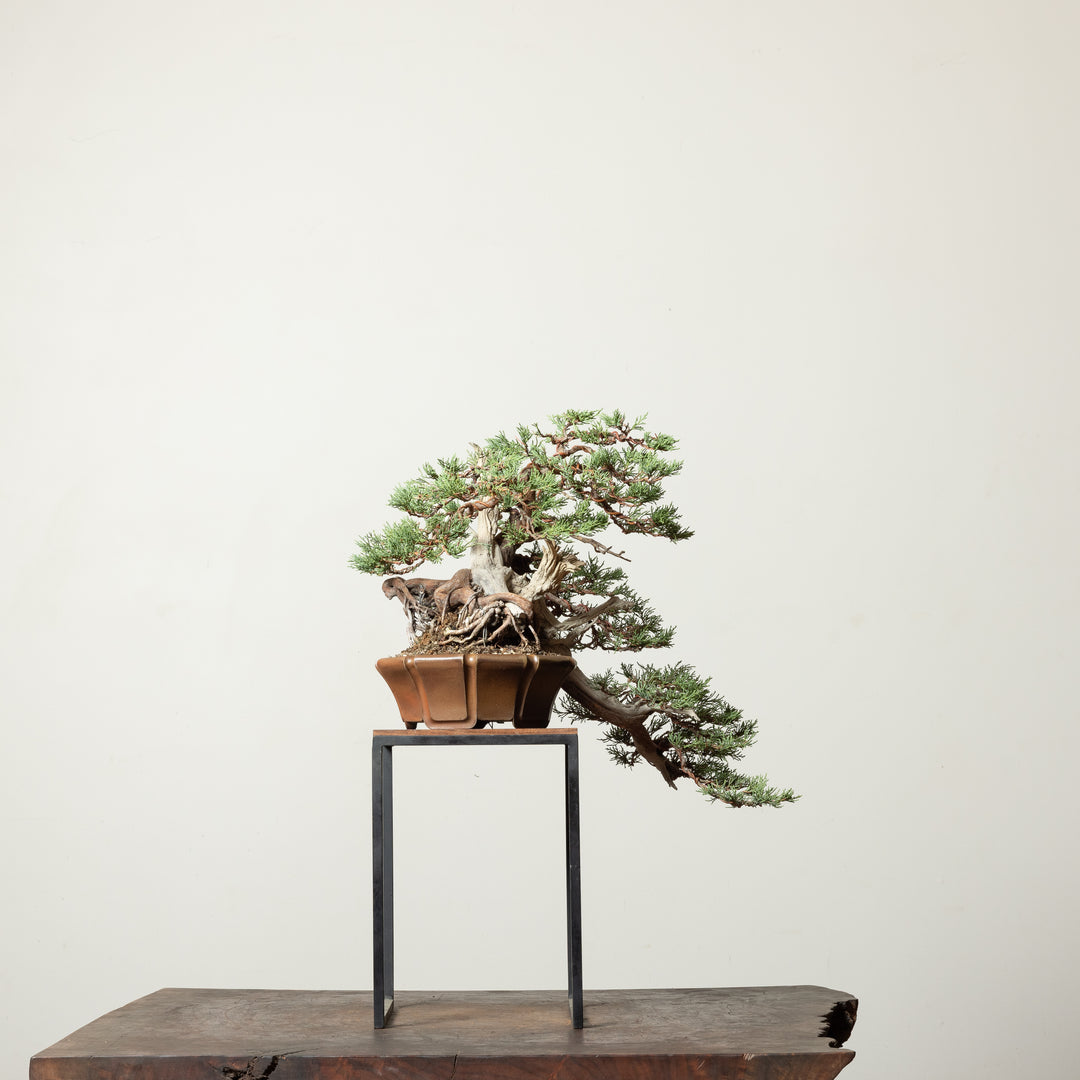 Rocky Mountain Juniper No. 2