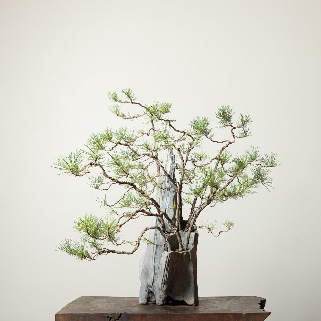 Scots Pine No. 2