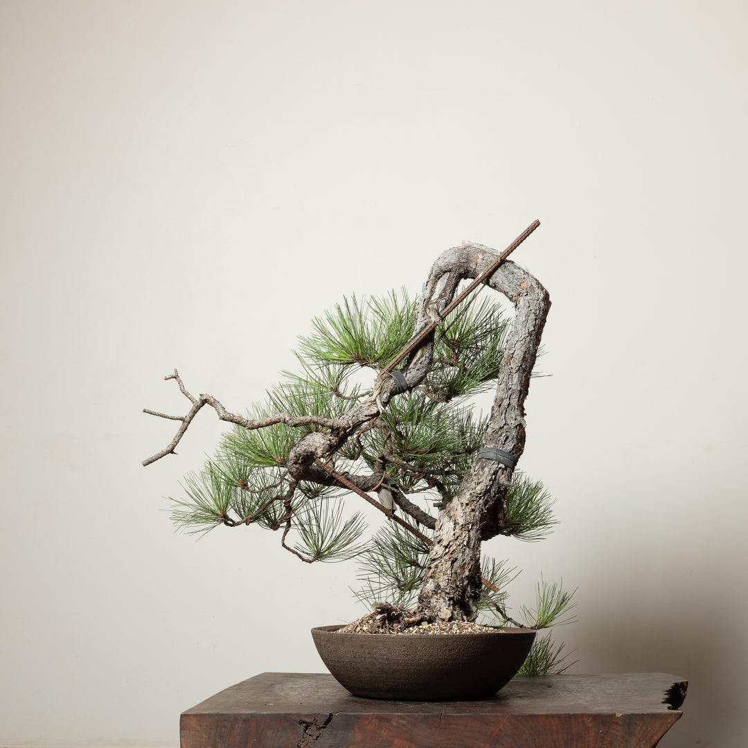 Ponderosa Pine No. 3
