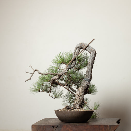 Ponderosa Pine No. 3