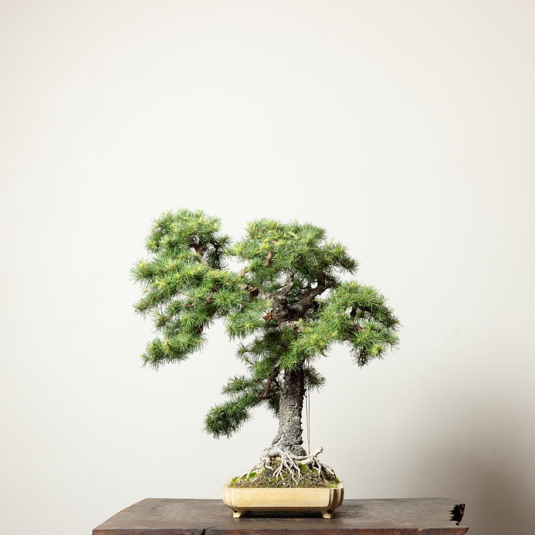 European Larch No.1