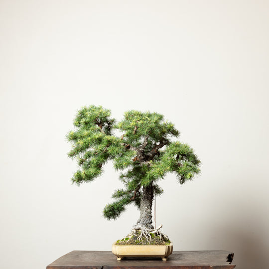 European Larch No.1