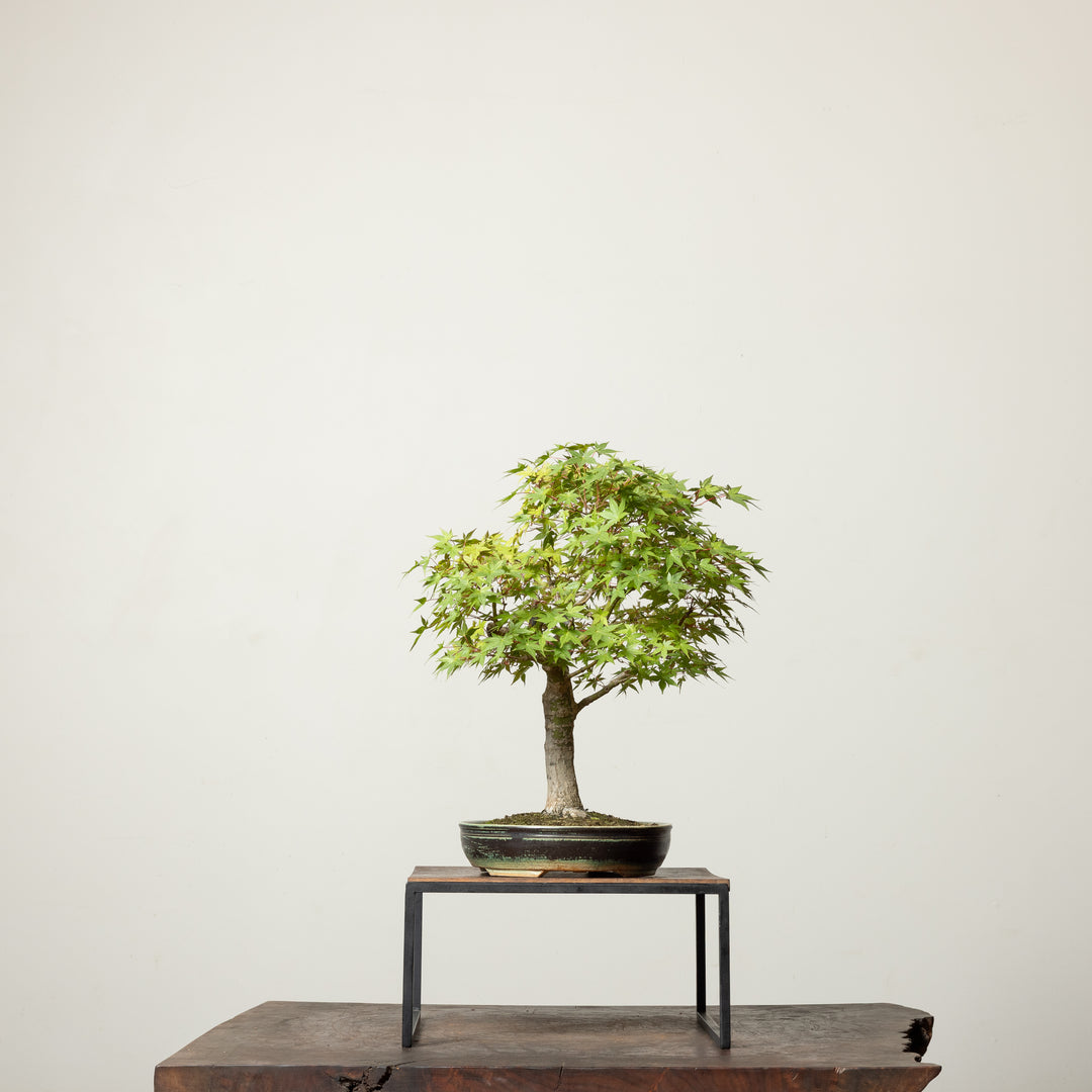Japanese Maple No. 2