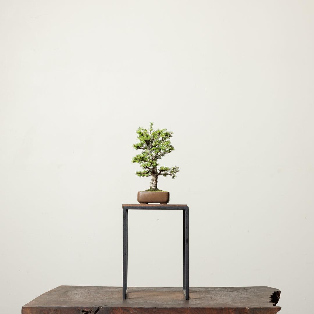 Japanese Larch No. 1