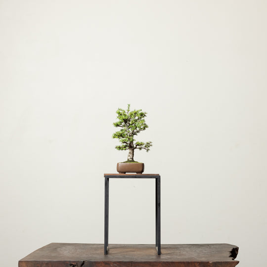 Japanese Larch No. 1