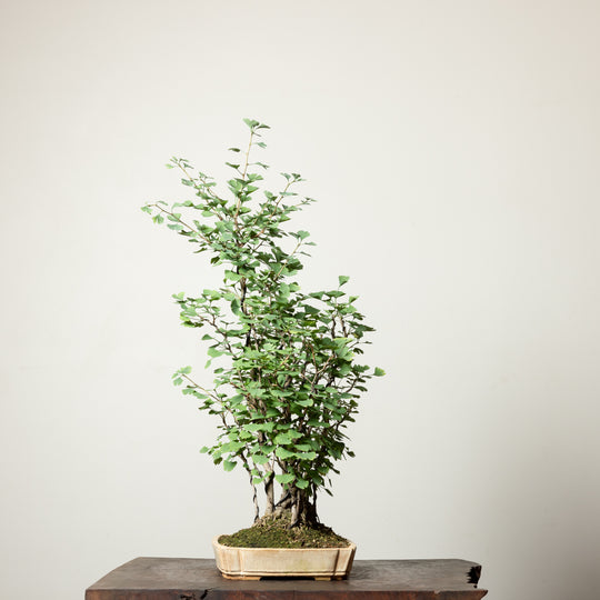 Ginkgo Biloba