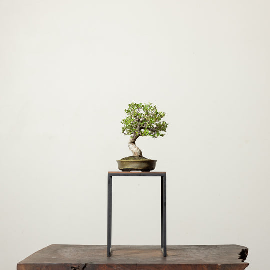 Chinese Elm
