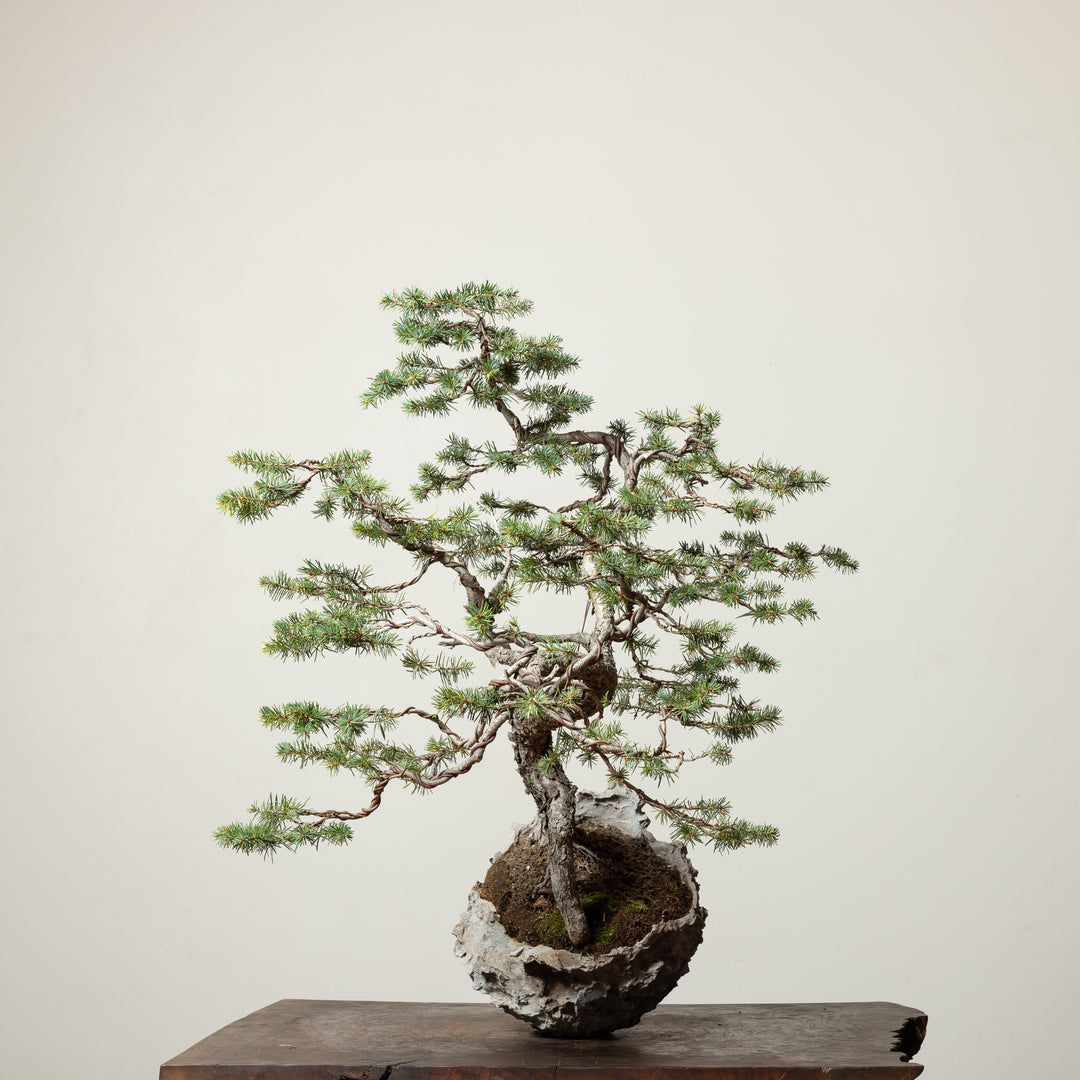 Douglas Fir