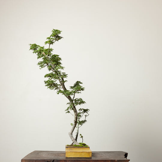 Shishigashira Maple