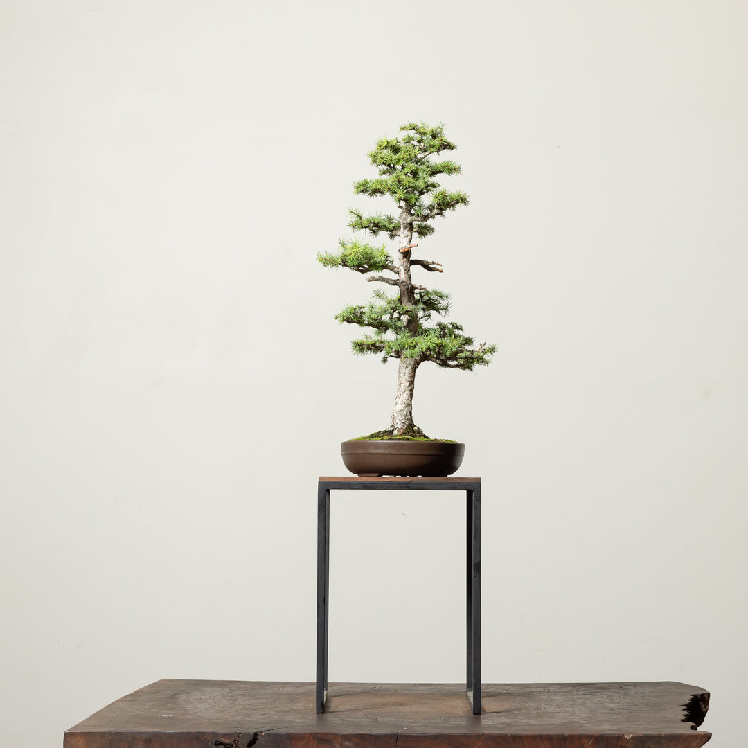 Japanese Larch No.2