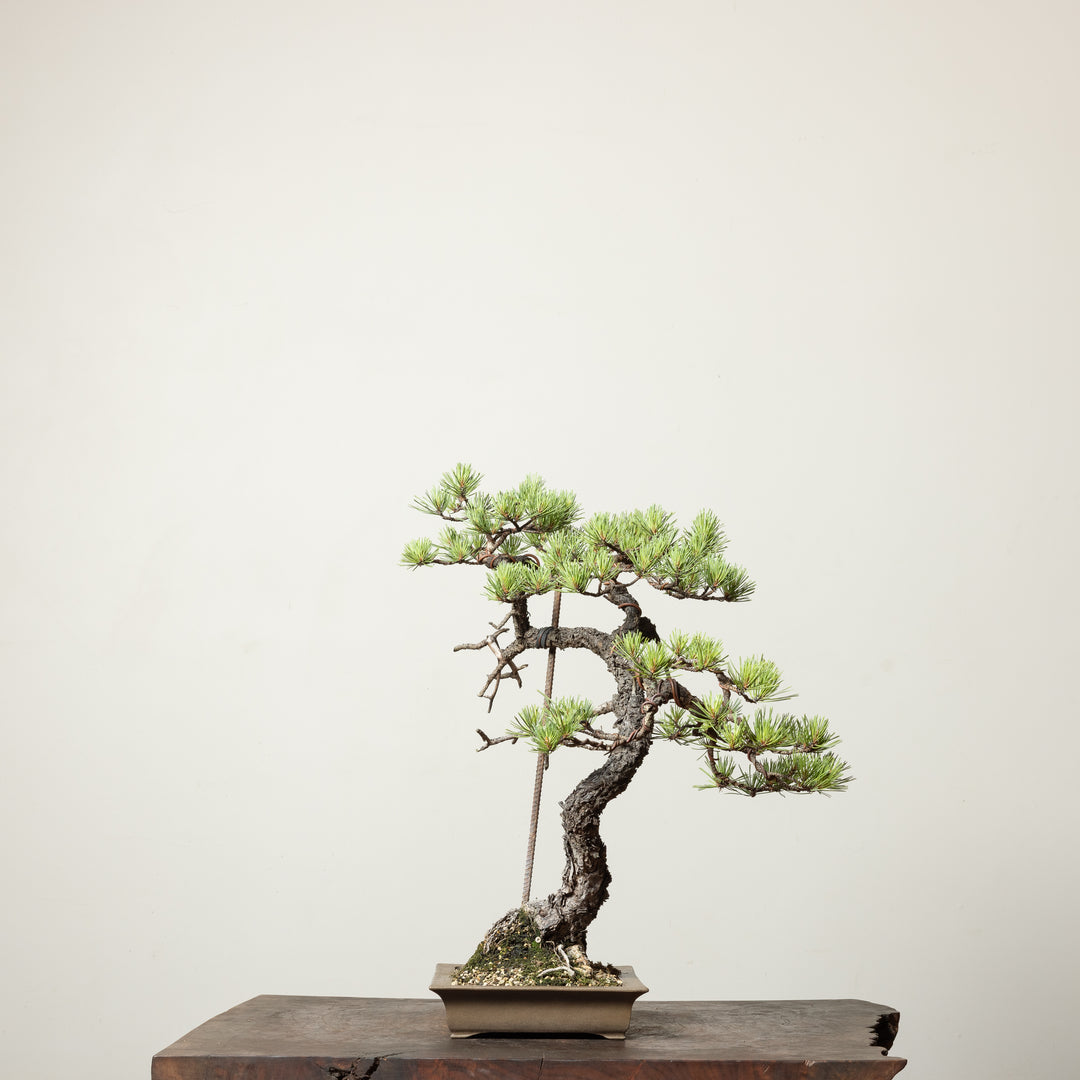 Scots Pine No. 1