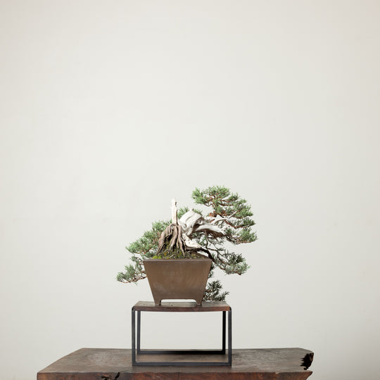 Sierra Juniper
