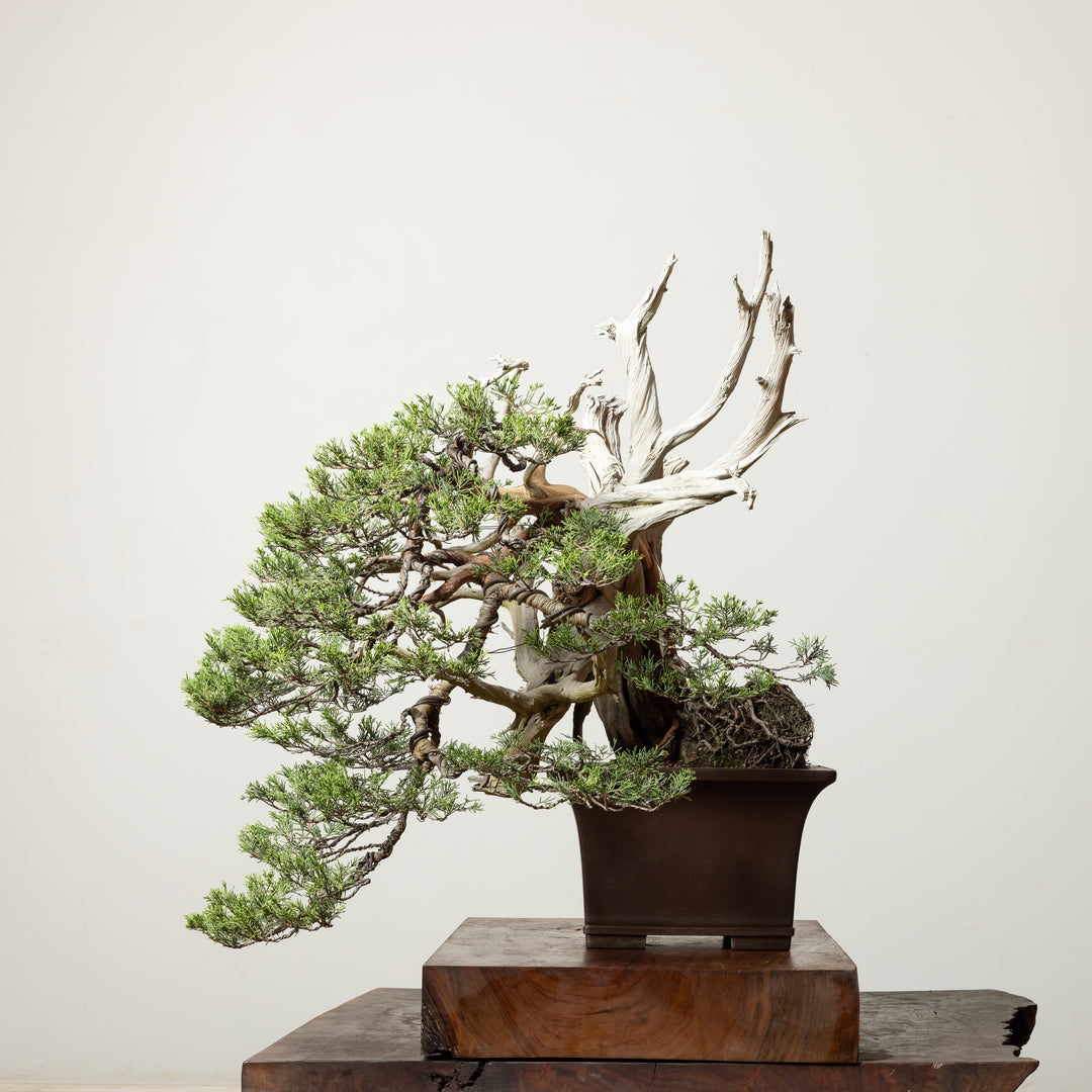 Rocky Mountain Juniper No. 3