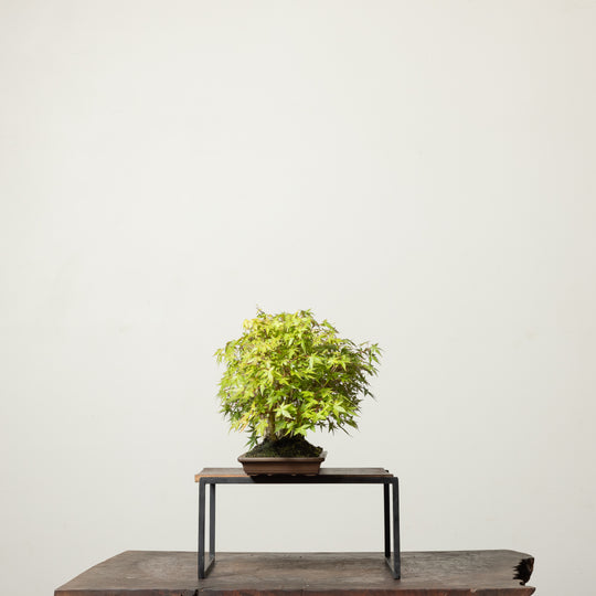 Japanese Maple No. 1