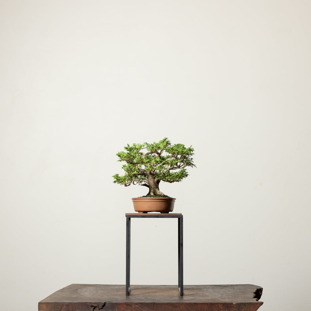 Tsukomo Cypress