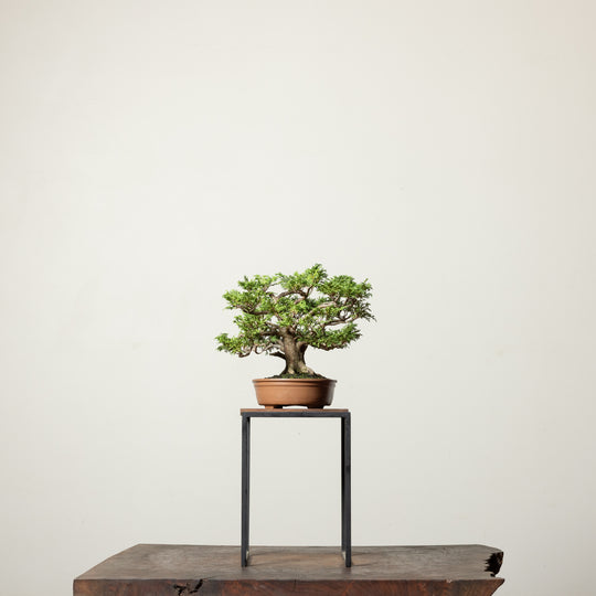 Tsukomo Cypress